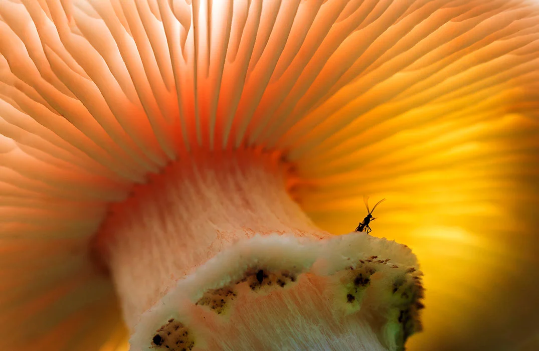 Receiving a judge's special recognition award, Welcome to my Humble Abode, a gnat on a toadstool in Scotland