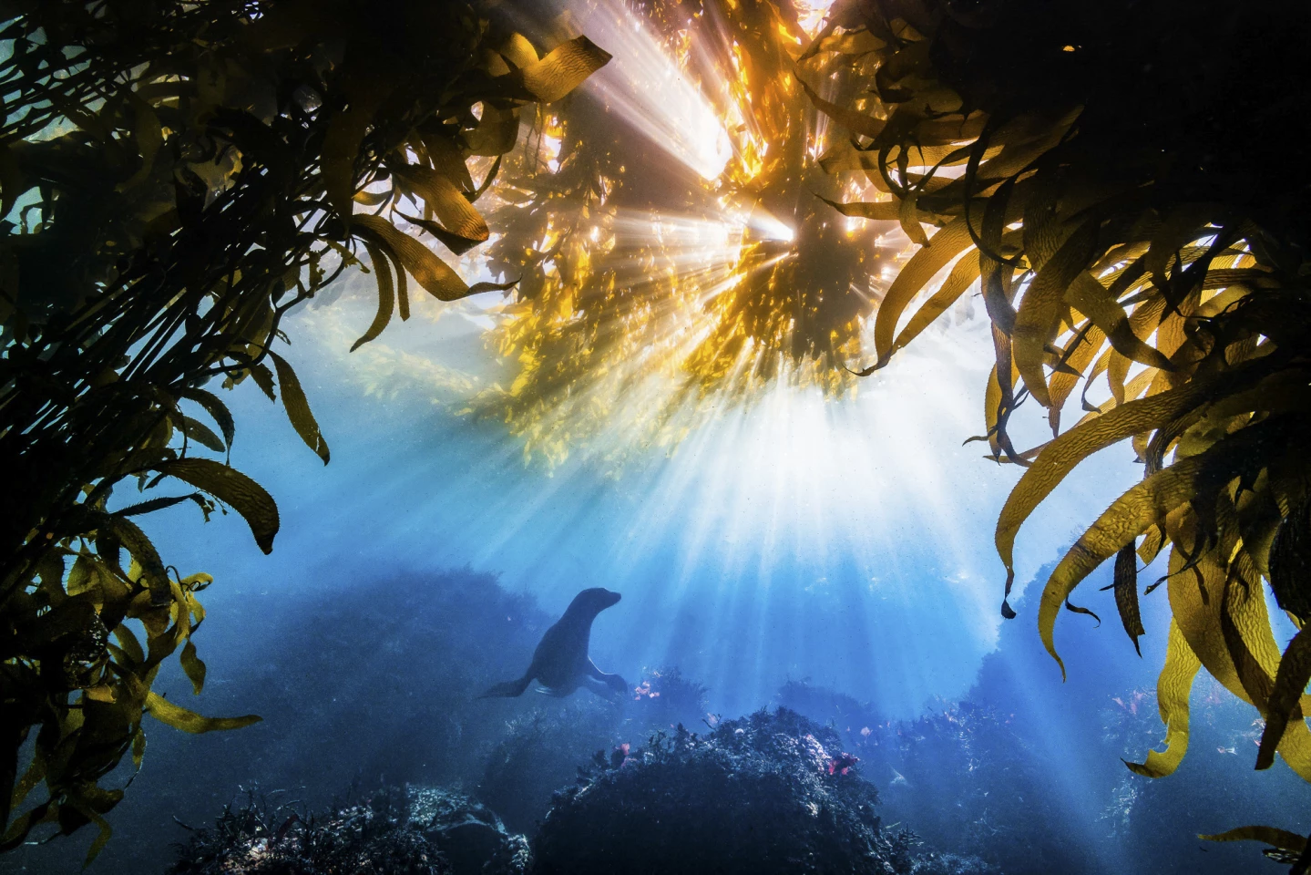 Grand Prize Winner. California sea lion (Zalophus californianus) framed by kelp beds in Monterey Bay, California.