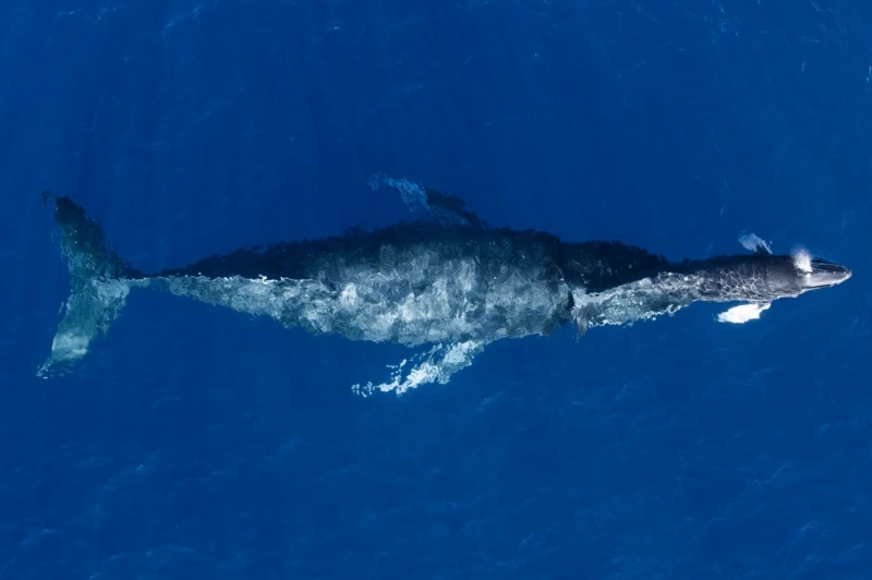 Mother & Calf: Highly Commended in the Wildlife category