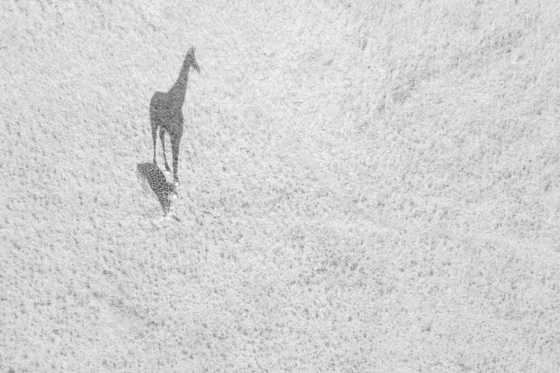 Big Shadow: Runner Up in the Wildlife category