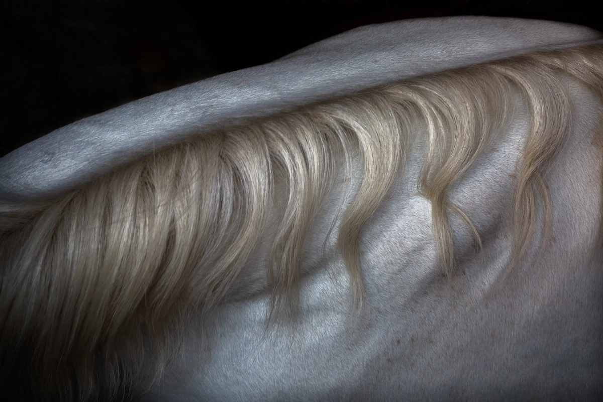 Mieke Douglas: Pegasus Ridge - 1st Place in Still Life, Amateur