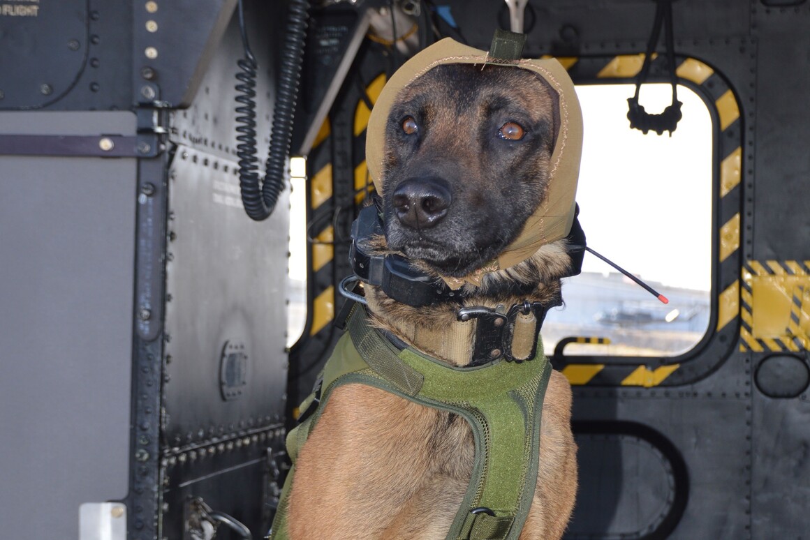 Padded hood is made to protect army dogs' hearing