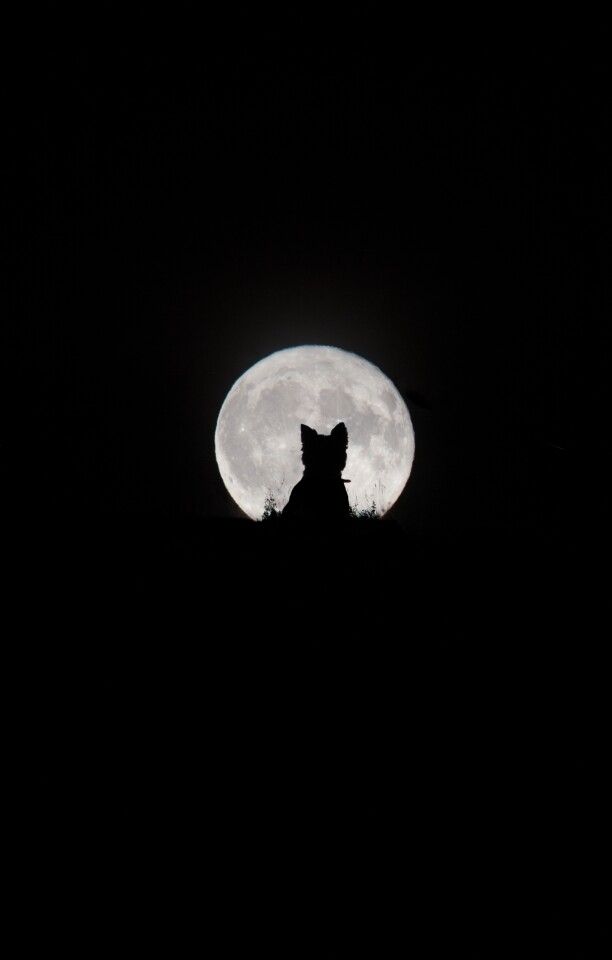 Our Moon. 'Big Moon, Little Werewolf'. This charming shot was three years in the making. The photographer struggles to get her dog to sit still for a photo at the best of times