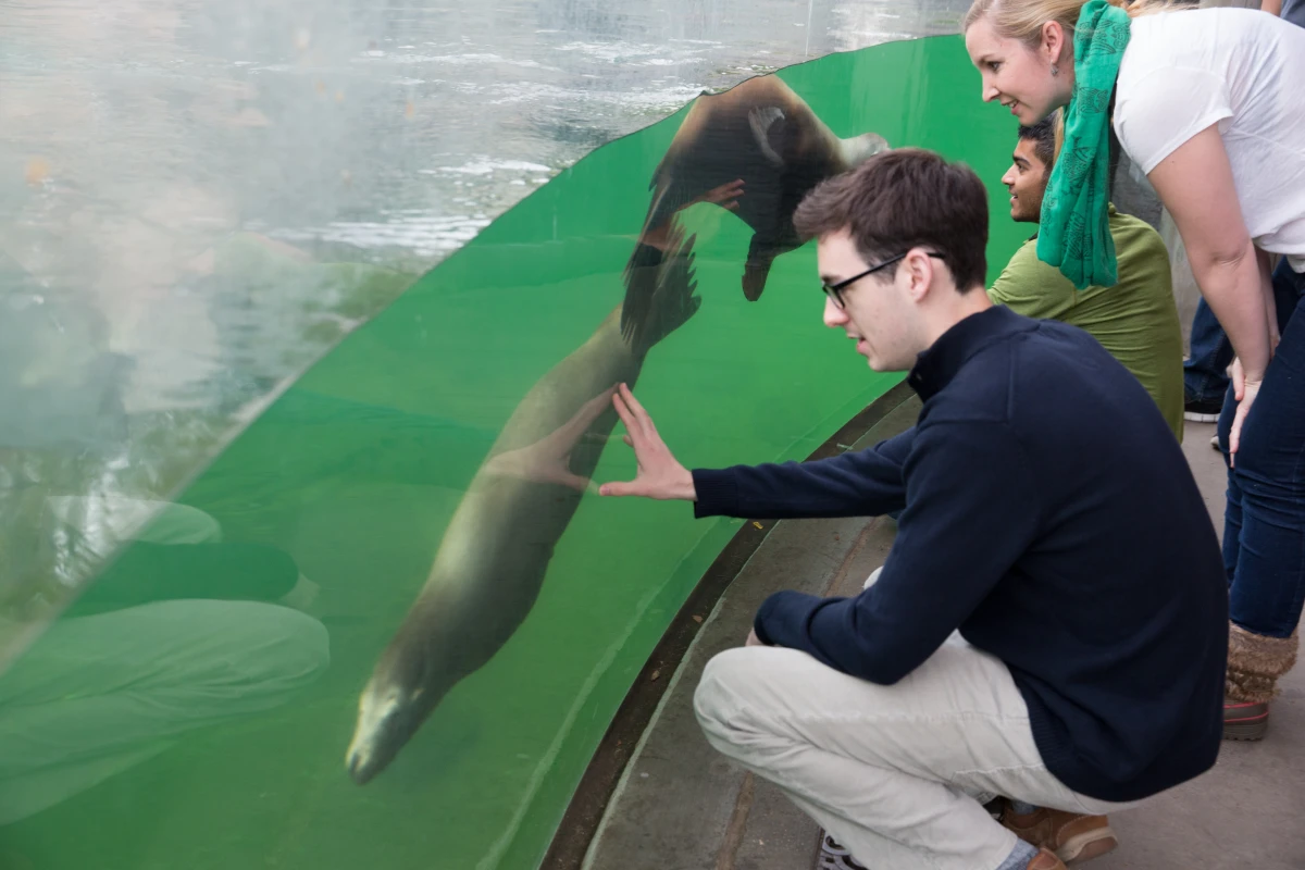 Prof. Megan Leftwich (upper right) and colleagues observe sea lions at the at the National Zoo in Washington DC