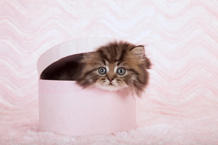 Qubits are fickle things, having a tendency to lose superposition under observation - recall Schrödinger and his unfortunate cat (Photo: Linn Currie/Shutterstock)