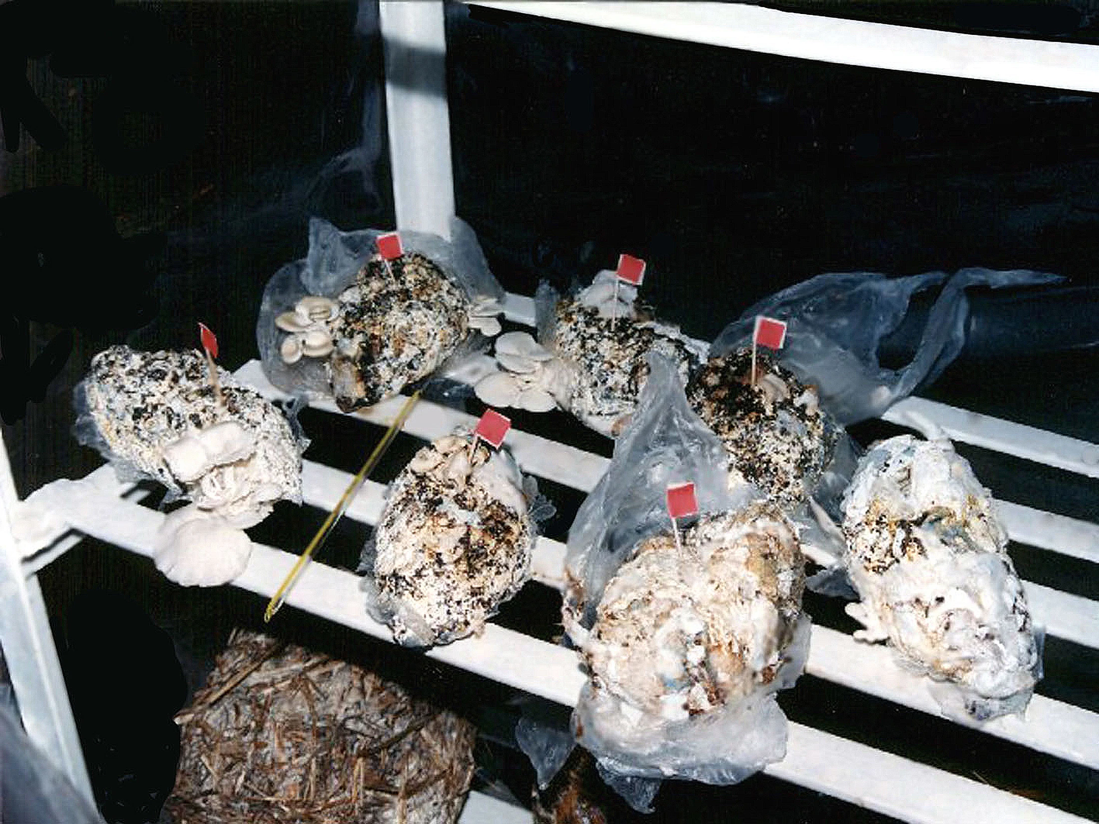 Mushrooms grown in used diapers help reduce waste volume by up to 80 percent