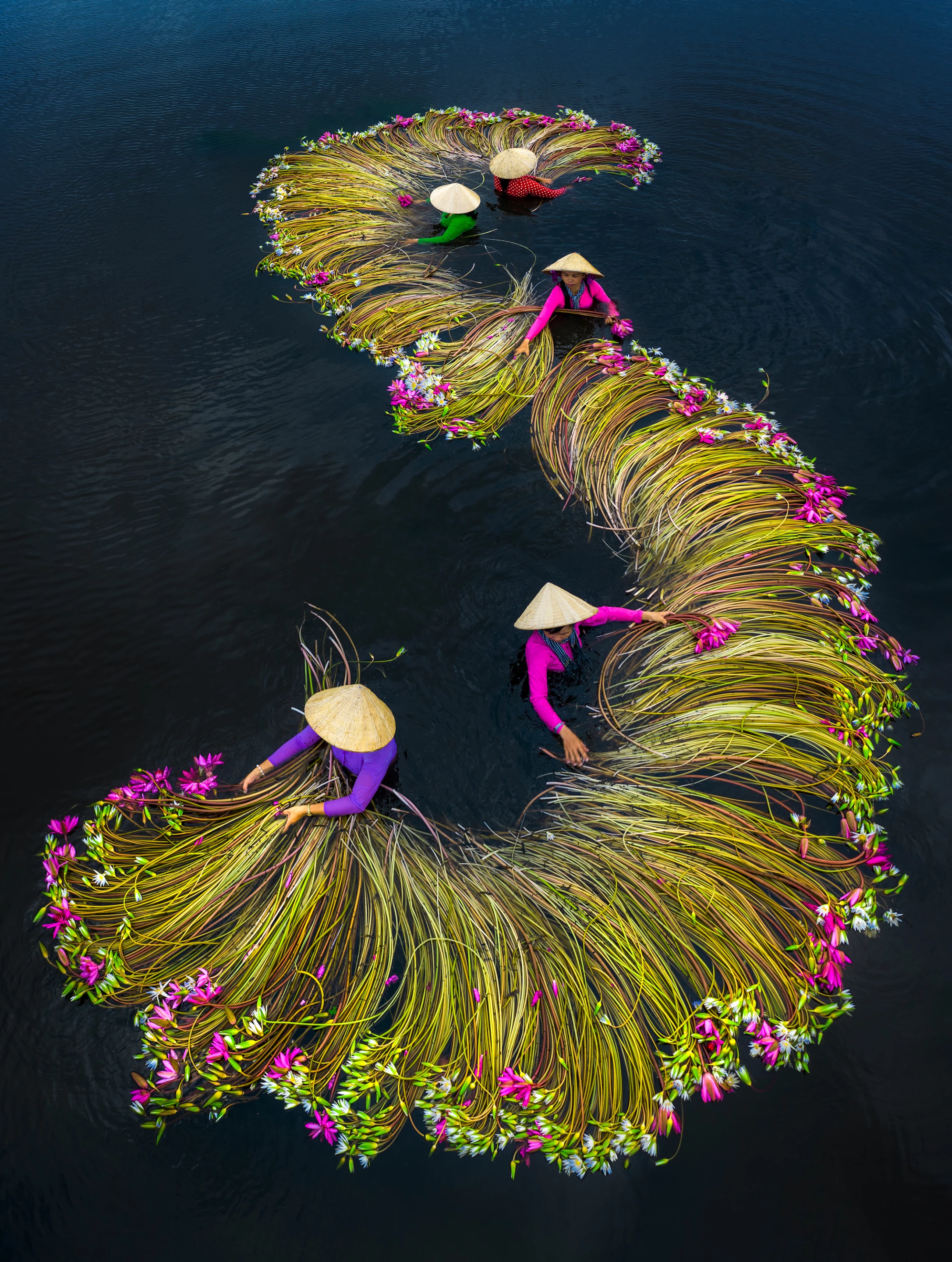 Honorable Mention - Waterlilies harvesting. Farmers are washing waterlilies and packing before sending off to market in Mekong delta, Vietnam, in flood season