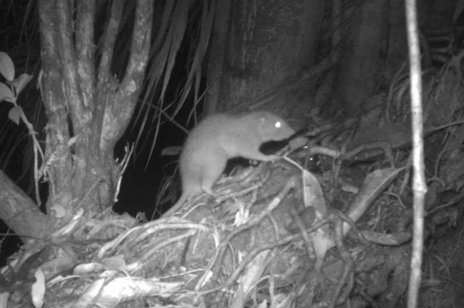 A camera trap photo of a Vangunu giant rat, an elusive species that has never been captured in photos before