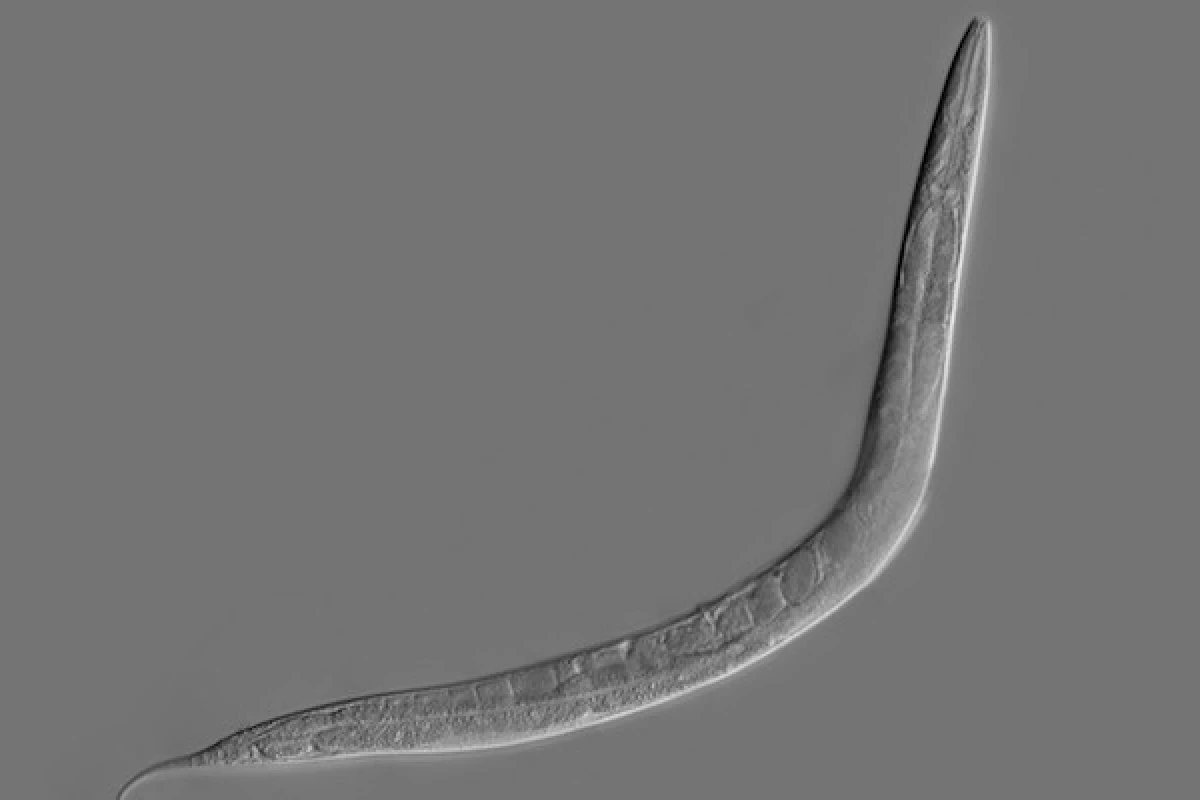 C. elegans is a worm whose simple brain has been digitized as a basic neural network, and now that system has been taught a new trick