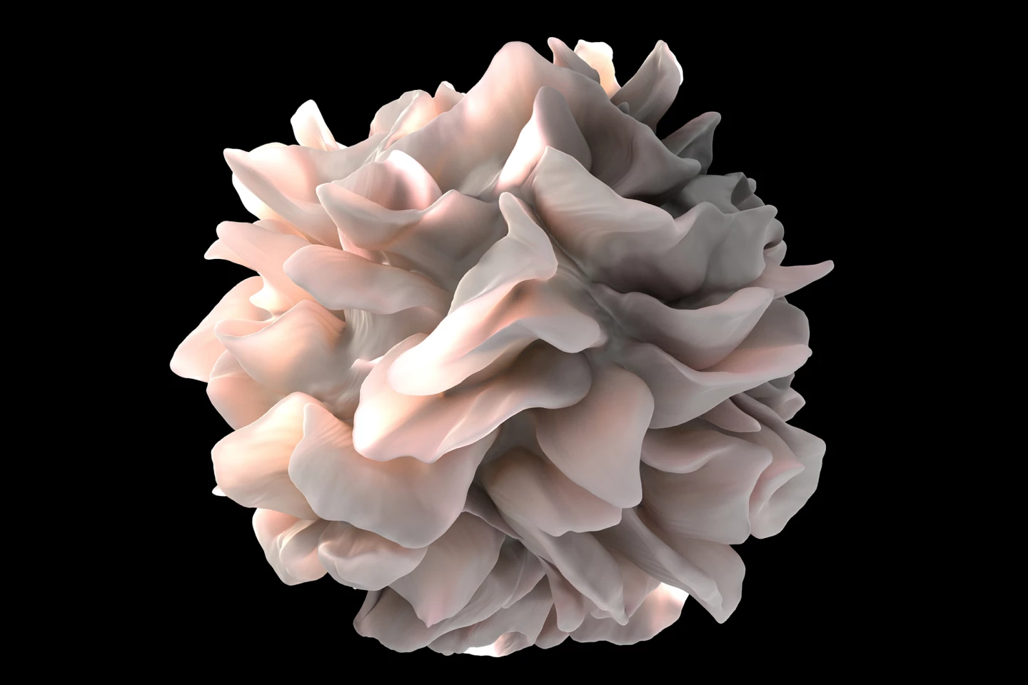 The drug affects the behavior of dendritic cells, specialized immune cells