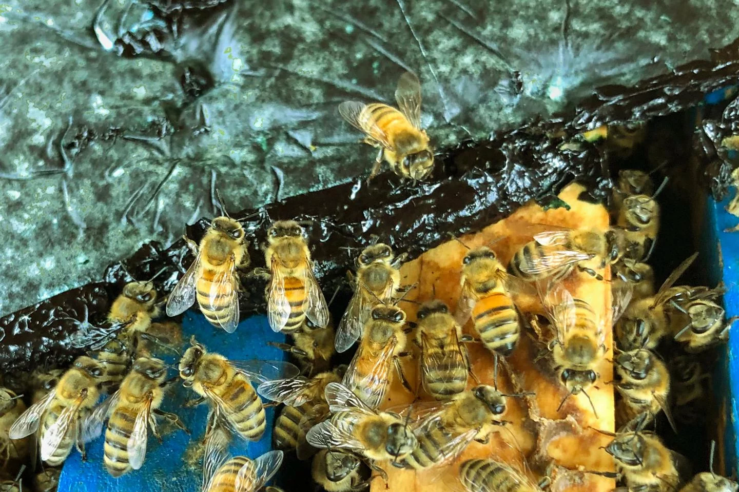 Honeybees sample dried spirulina (Arthrospira platensis) – its nutritional profile is said to closely resemble that of pollen
