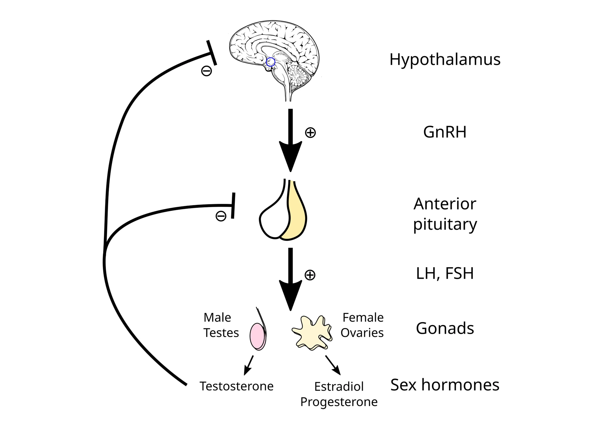 The hypothalamic-pituitary-gonadal (HPG) axis is the feedback loop that keeps sex hormones at healthy levels