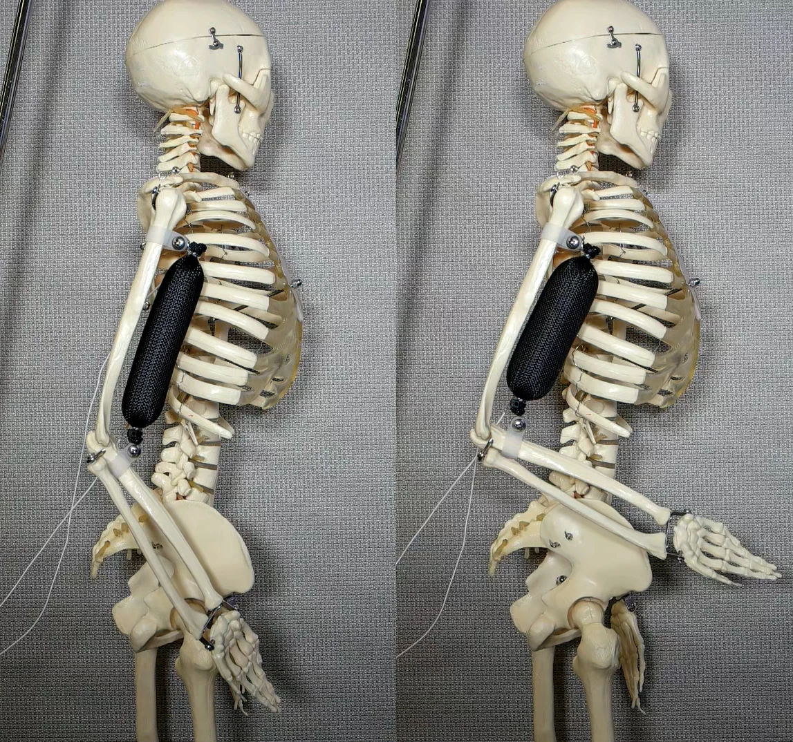 Columbia University engineers have developed a soft actuator that mimics natural muscle, but is three times stronger