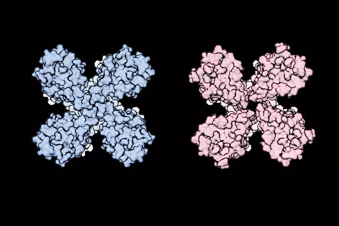 An illustration of an olfactory receptor in its unexcited state (blue) and when it's been activated (pink) by an odor molecule. When activated, an ion channel in the center dilates, sending a message to the brain that the receptor has been activated.