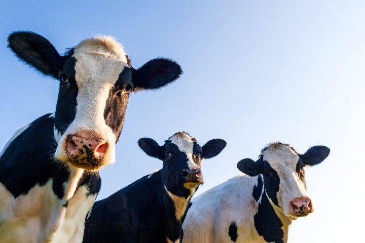 Cash cows: Transgenic cattle could boost insulin production and lower its cost