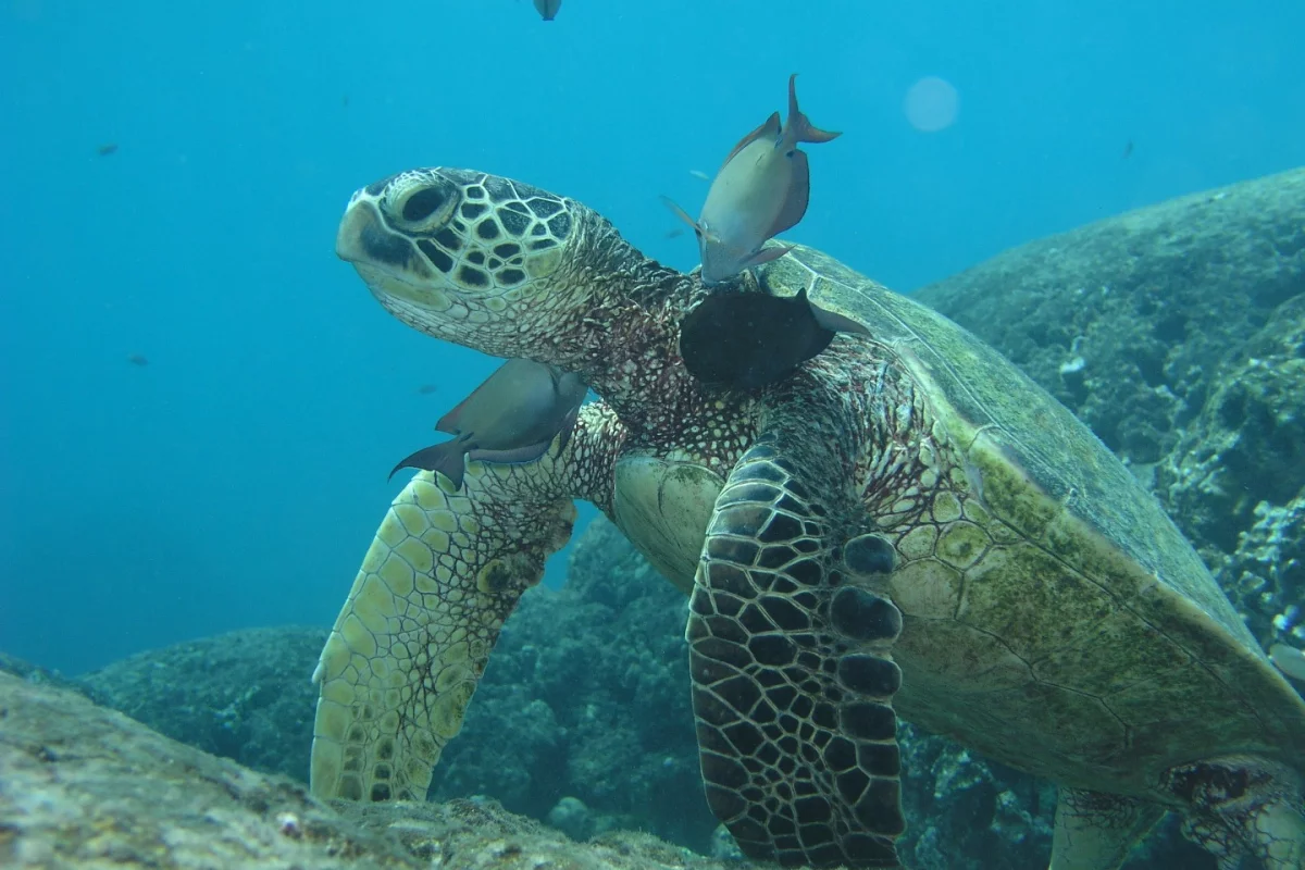 Green sea turtles are listed as threatened or endangered throughout their range