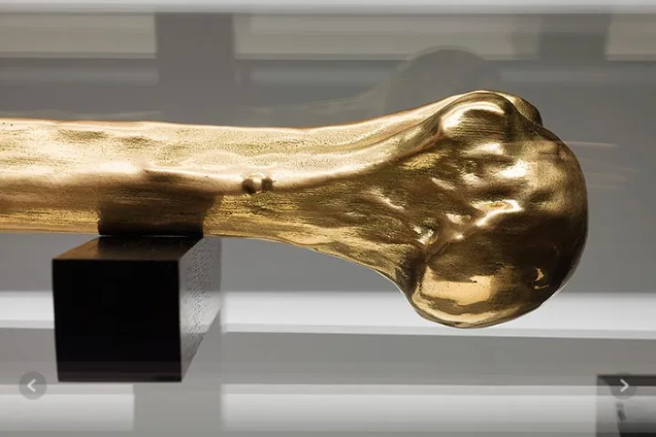 A close-up of Caspar Berger's humerus, cast in gold