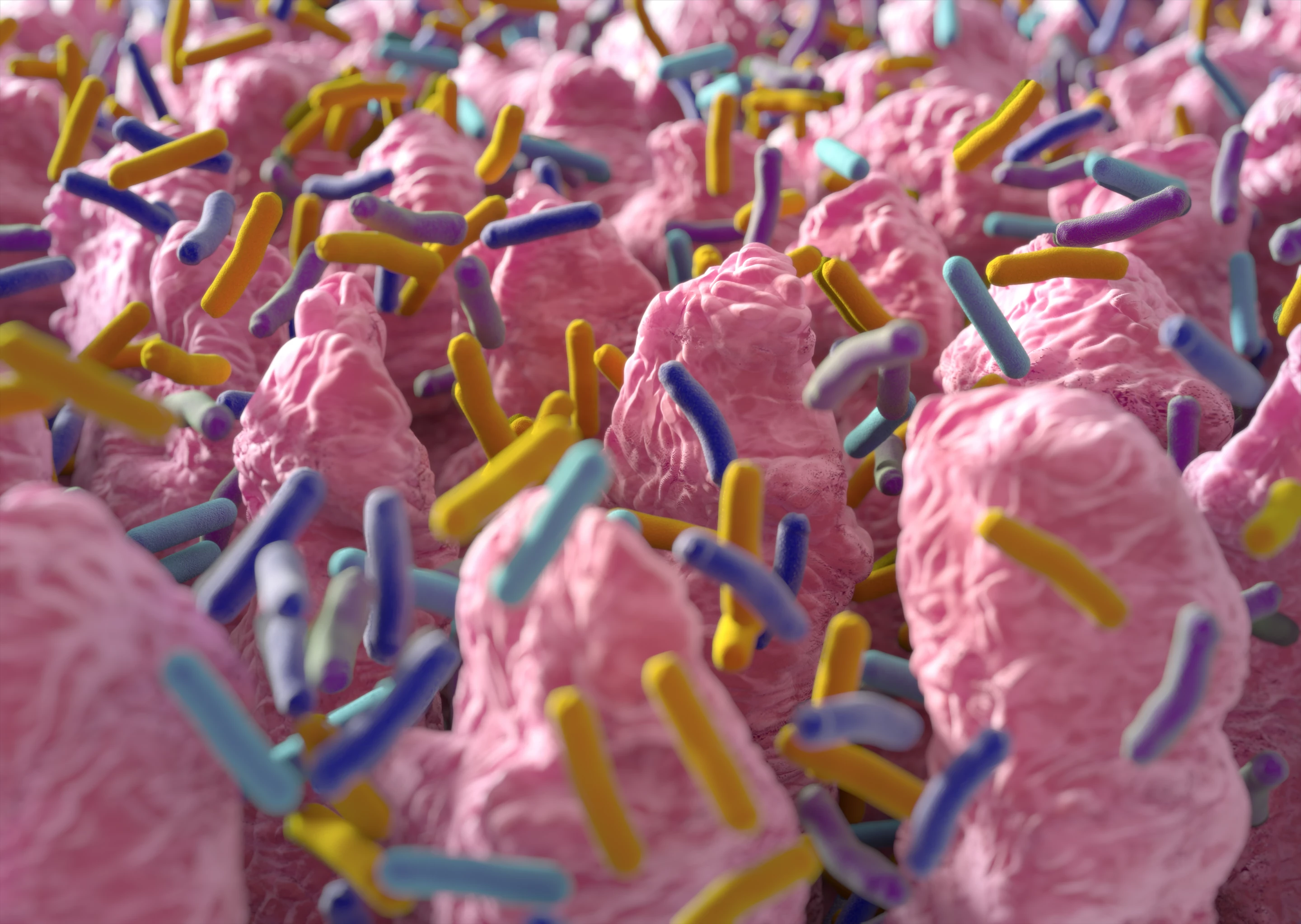 A new study study suggests stress-induced changes to the gut microbiome lead to disruption in the brain's endocannabinoid system