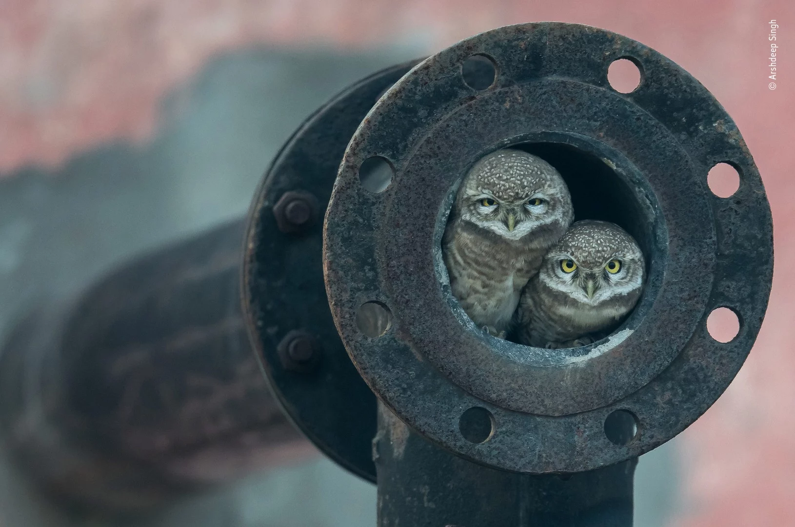 Pipe Owls by Arshdeep Singh, India. Winner 2018, Category: 10 Years and Under. Huddled together at the opening of an old waste-pipe, two spotted owlets look straight into young photographer Arshdeep’s lens