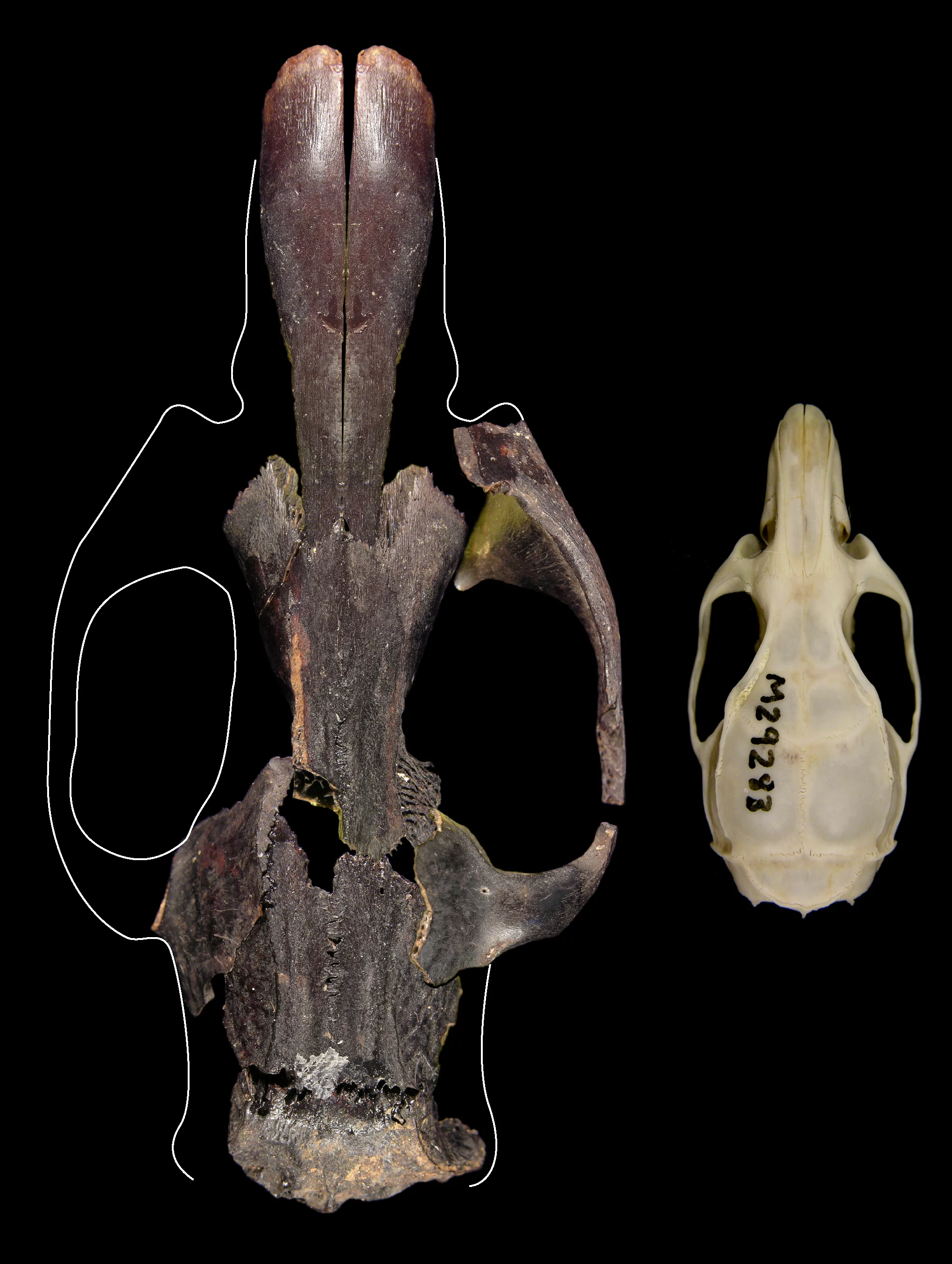 The skull of a giant rat compared to a common rat. The extinct rat's skull was 25% bigger than this giant rat's skull!(Image: Ken Aplin, CSIRO)