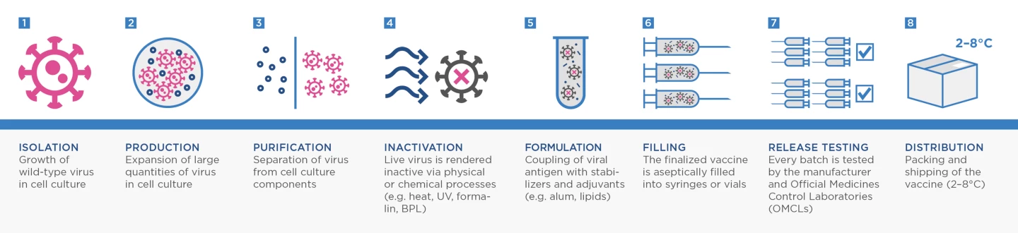 The manufacturing process for Valneva's whole-virus vaccine