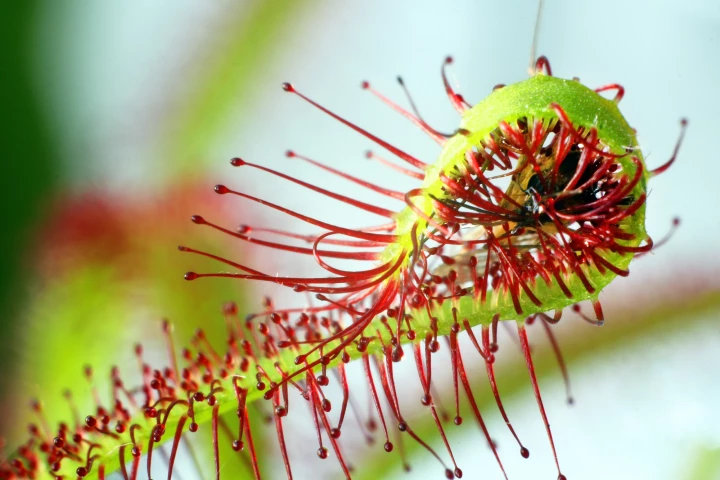The insect-eating sundew uses a sticky secretion to trap its prey