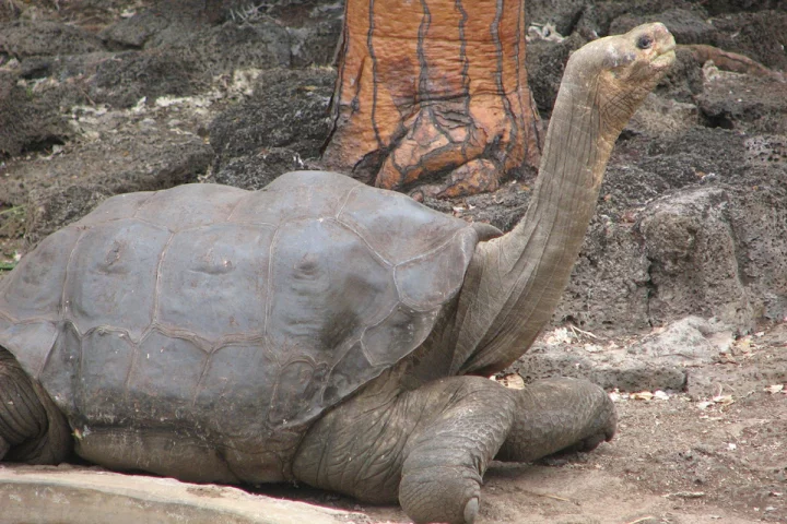 Lonesome George was the last known member of his species, the Pinta Island Tortoise (Chelonoidis abingdonii)