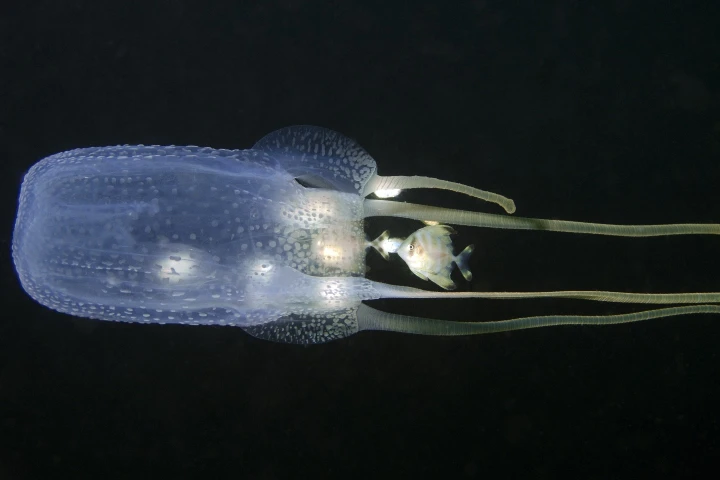 Researchers have found that hot-water immersion is the key to reducing pain from jellyfish stings