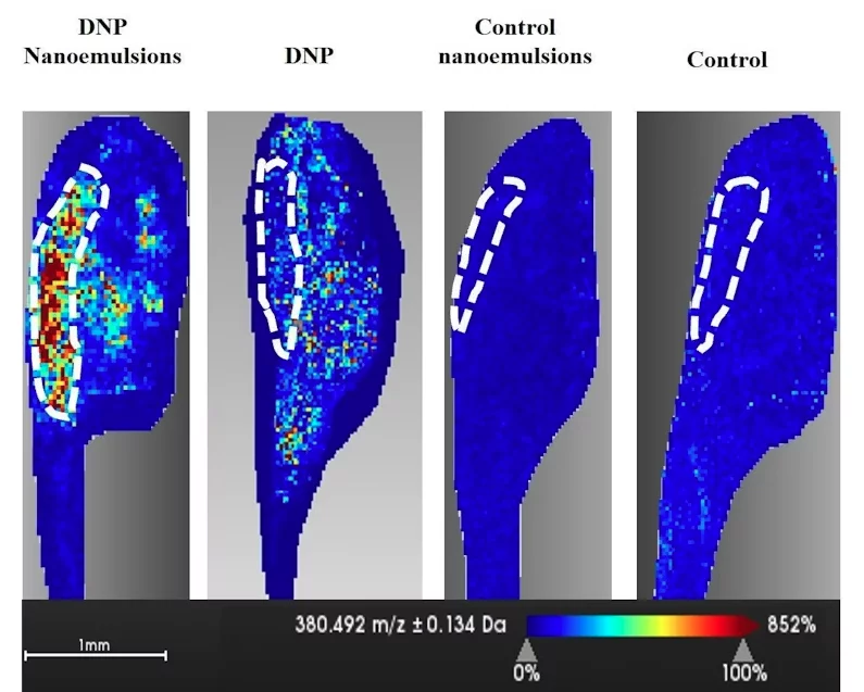 A heat map of DNP concentrations in tadpoles. They gather in the animals' brains far more when the drug is encapsulated in lipid nanoparticles (far left) than when administered as free particles (second from left)