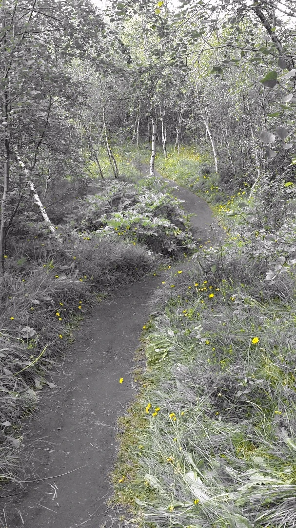 There is a popular joke in Iceland: "What do you do if you get lost in an Icelandic forest? Stand up." The country has a noticeable lack of trees because early settlers cut them down for building, fuel and to create grazing lands. After that, erosion set it. Today, about five million woodland plants are put in each year to bring back the forests, but due to the country's climate and lack of sunlight for much of the year, it's slow going. This color-manipulated photo shows a small forest on a peninsula in Lake Myvatn filled with native birch trees, planted by the husband and wife who used to own the land before they donated it to the state.