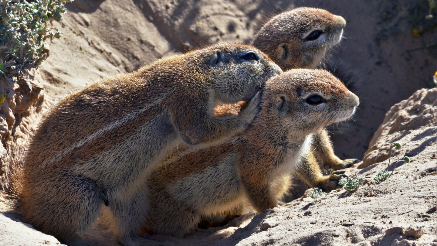 The researchers studied colonies of Cape ground squirrels, or Xerus inauris, in the wild at South Africa's Kalahari Research Center