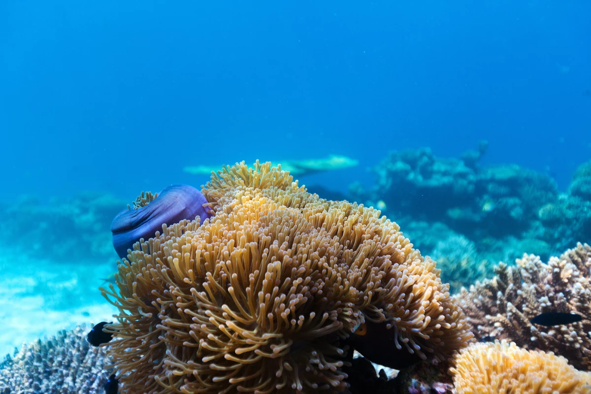 Coral rely on a symbiotic relationship with algae for sustenance and color