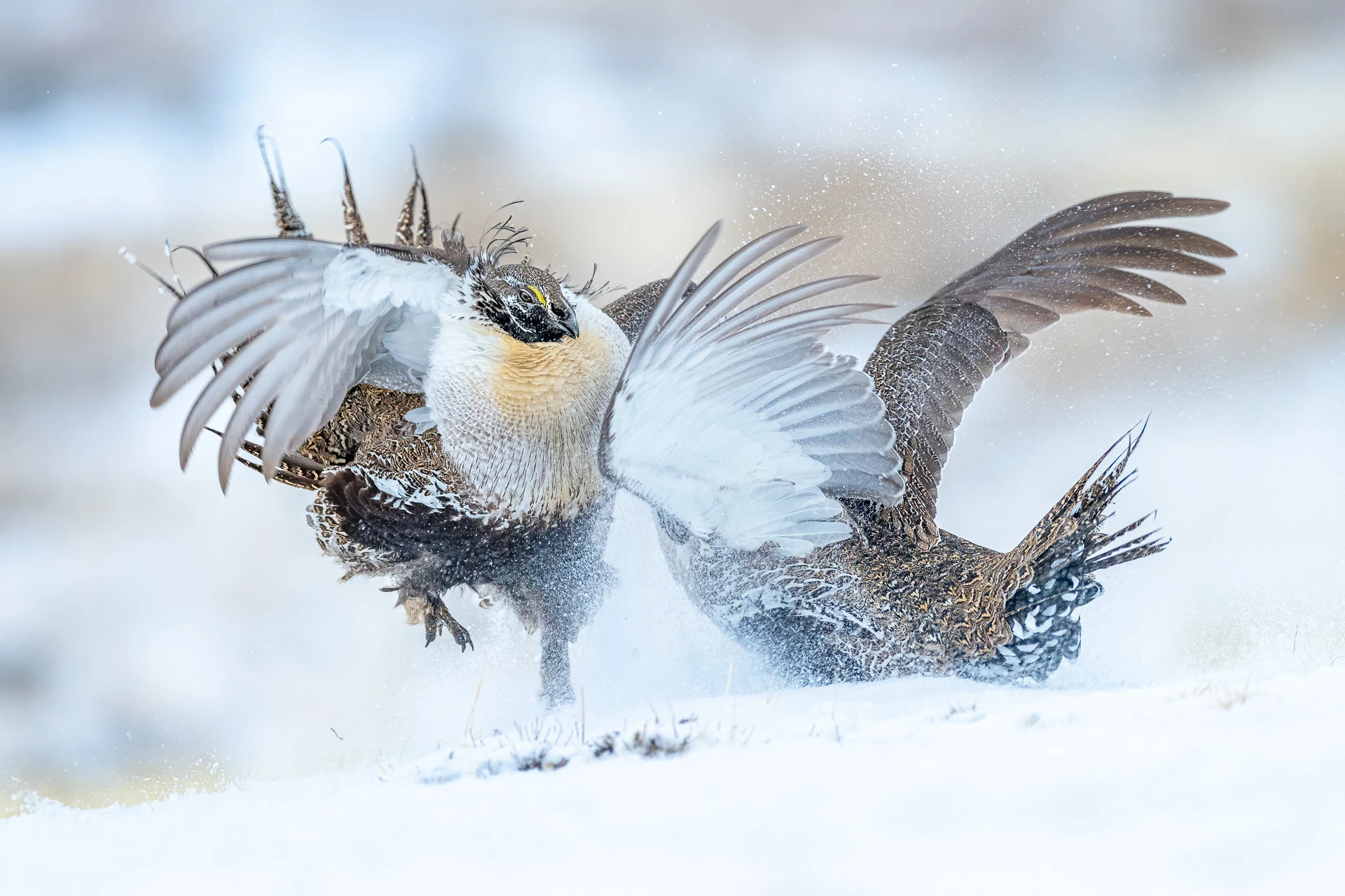 Gold - Bird Behaviour. Sage Grouse, Centrocercus urophasianus. Colorado, United States of America