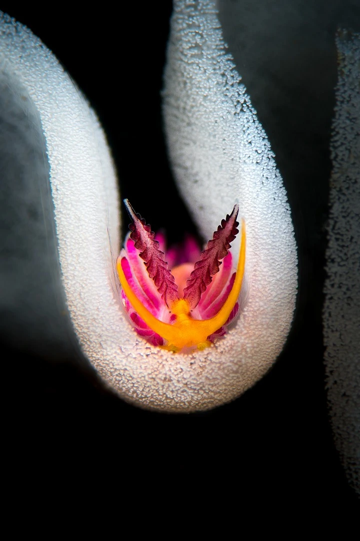 Winner of the Nudibranchs category. Taken in Anilao, Philippines