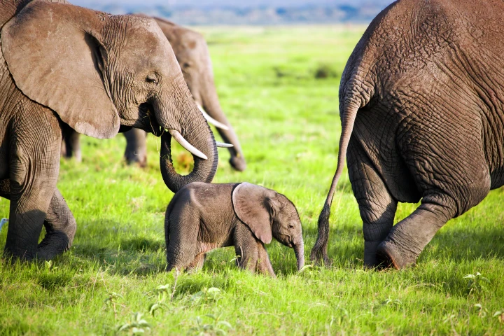 Behavioral studies carried out in zoos suggest that elephants sleep for four to six hours a day, but what about those out in the wild?