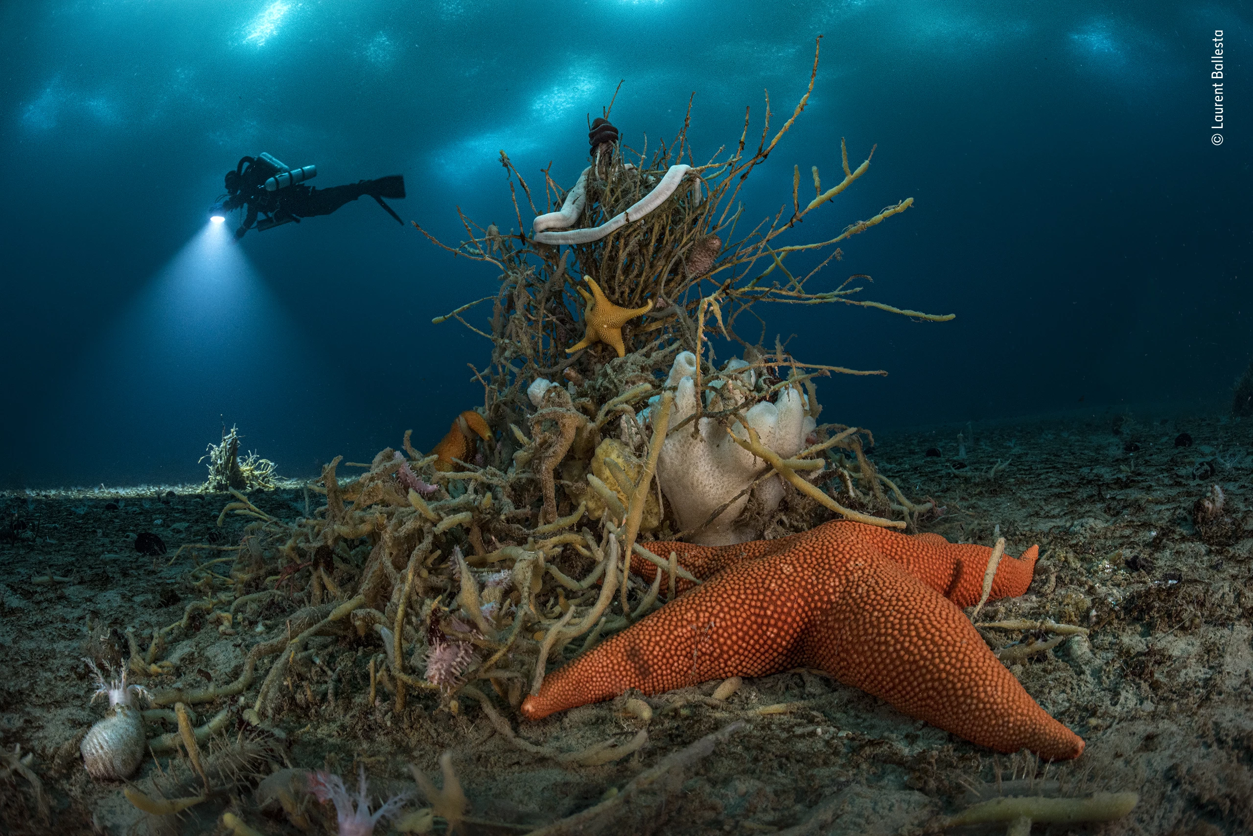 Winner, Portfolio Award. ‘Under Antarctic ice’ . Living towers of marine invertebrates punctuate the seabed off Adelie Land, 32 metres (105 feet) under East Antarctic ice. Here, at the centre, a tree-shaped sponge is draped with life, from giant ribbon worms to sea stars
