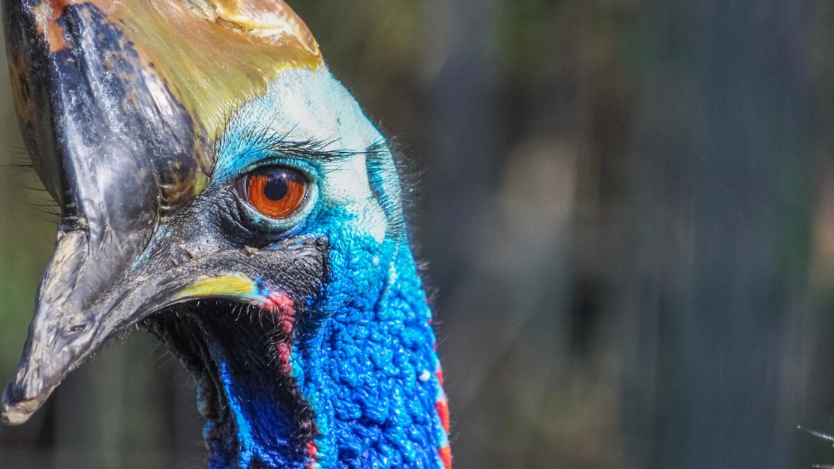 This dangerous bird has a secret hiding in plain sight