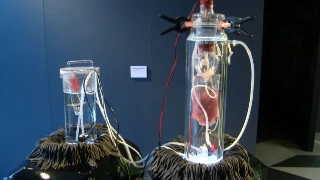 VISCERAL consists of exhibits such as The Vision Splendid, a 'living relic' made from donated skin cells