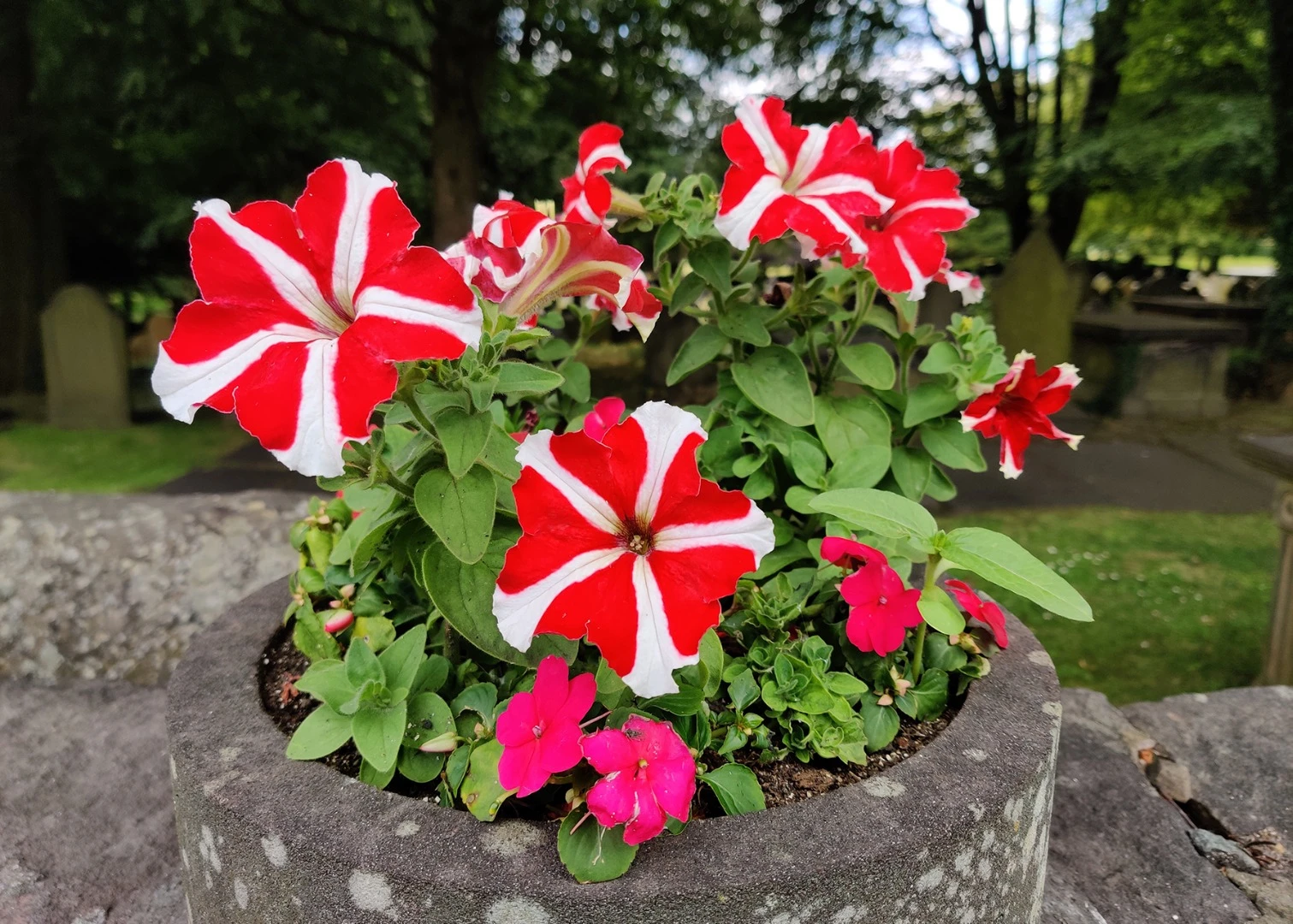 Close-up macro shots are no problem for the OnePlus 7 Pro, with color and detail handled well