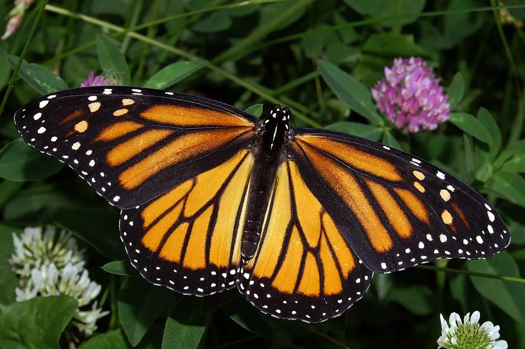 A female monarch butterfly(Photo: Kenneth Dwain Harrelson, CC BY-SA 3.0)