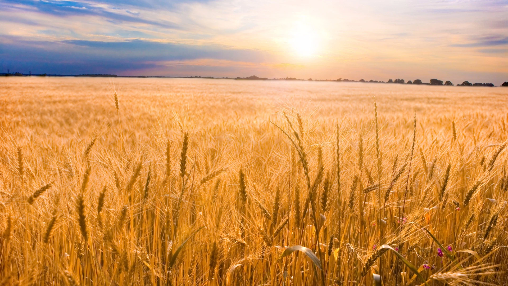 New research is revealing that rising CO2 levels in the atmosphere could affect the nutritional value of the food we grow