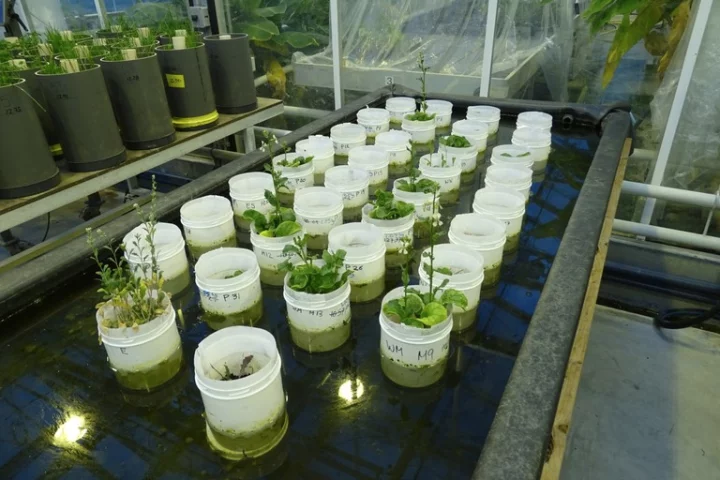 Worms were found to improve crops grown in simulated Martian soil