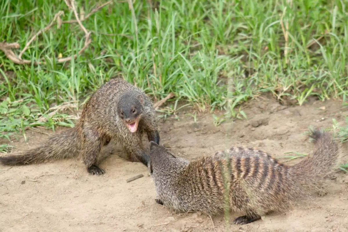 Things are definitely not pretty when it's eviction time in a banded mongoose colony