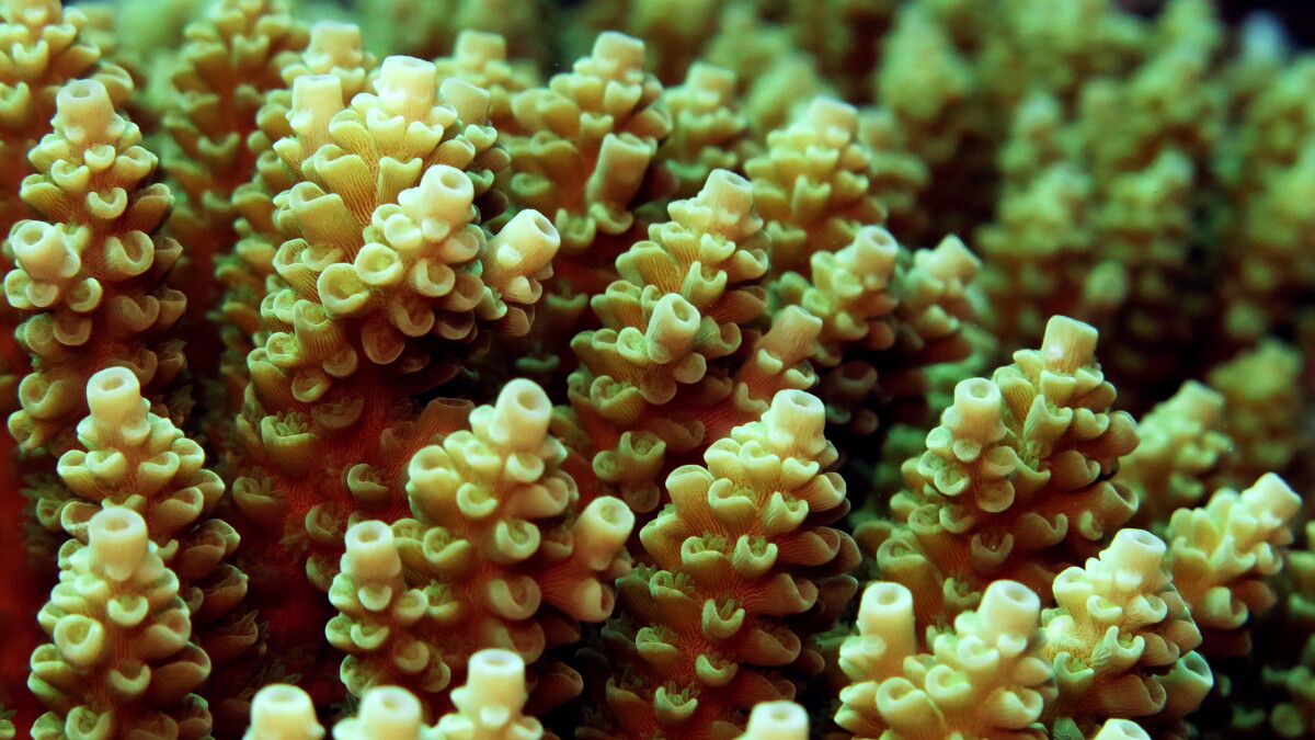 Chlamydia cousin in Great Barrier Reef coral offers hope for bleaching - Vimarsana News