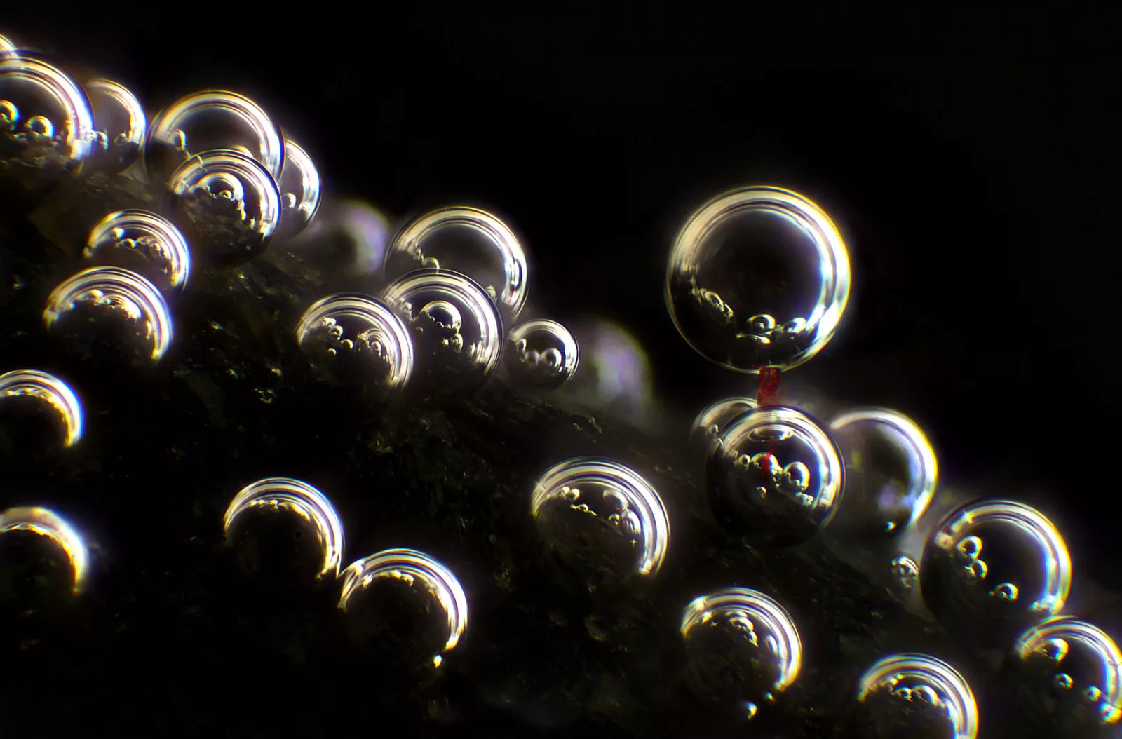 Honorable Mention: Bubbles on a rock surface, with a single cloth fiber visible in red