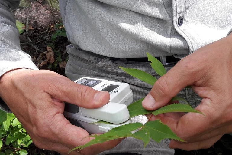 The scientists analyzed the leaves and needles of 11 different types of trees