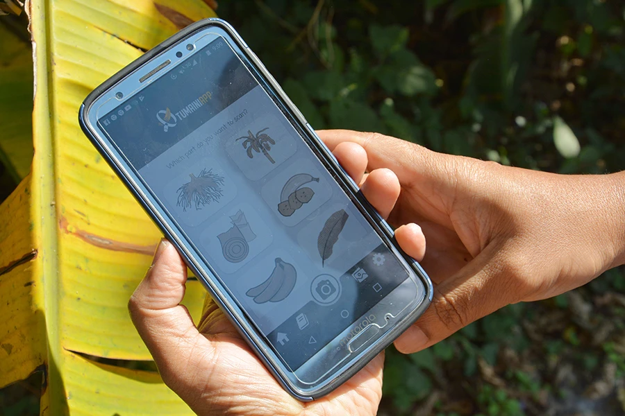 The new AI app uses image recognition and deep learning to combat banana diseases and pests