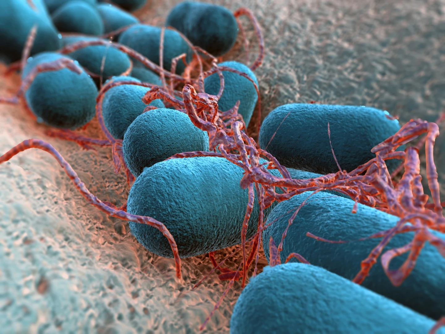 Engineered E. coli has been shown to help diagnose gut problems in mice by expressing fluorescent proteins into their feces