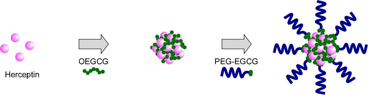 A green tea-based nanocarrier loaded with Herceptin, a drug used to treat breast cancer, delivered promising results