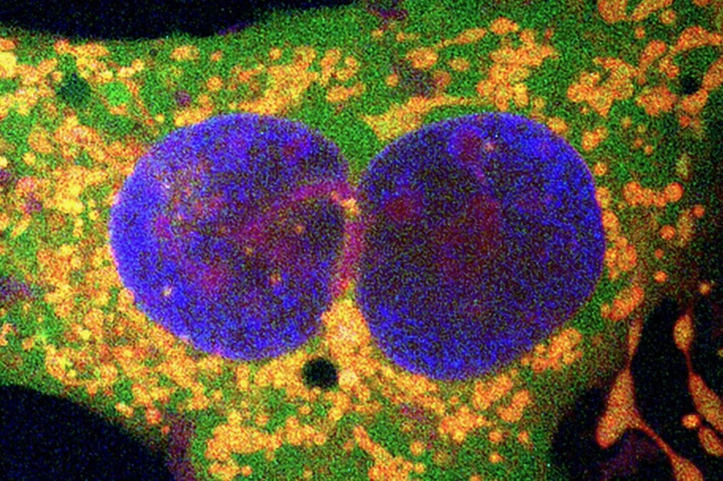 Bacterial retrons are 'cellular contractors' that can reno your DNA